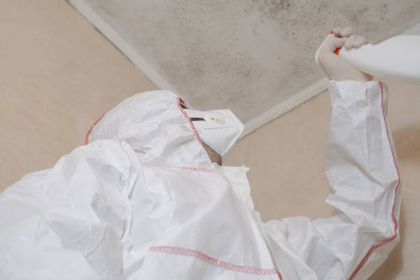Best Emergency Mold Remediation in Tanque Verde, AZ