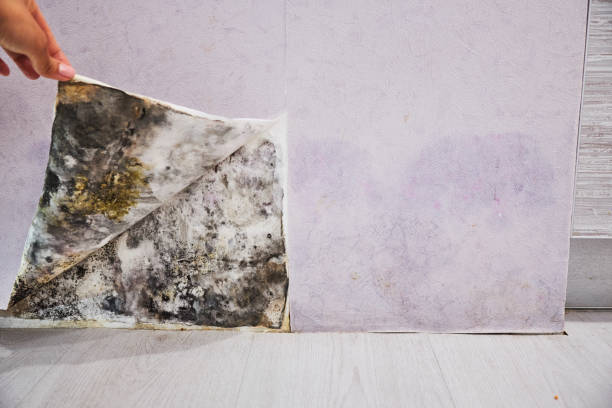 Best Black Mold Remediation in Tanque Verde, AZ